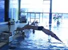 Schwimmen: Der Startsprung vom Block