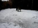 Vogelhäuschen im Garten aufhängen