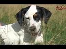 Hundevermittlungen – Was man beachten sollte  