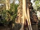 So schön ist der Tempel Ta Phrom in Angkor