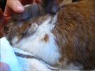 Kaninchen - entzündetes Auge pflegen