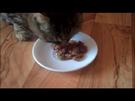 Katzenfutter im Test: Sheba gegen Juwel