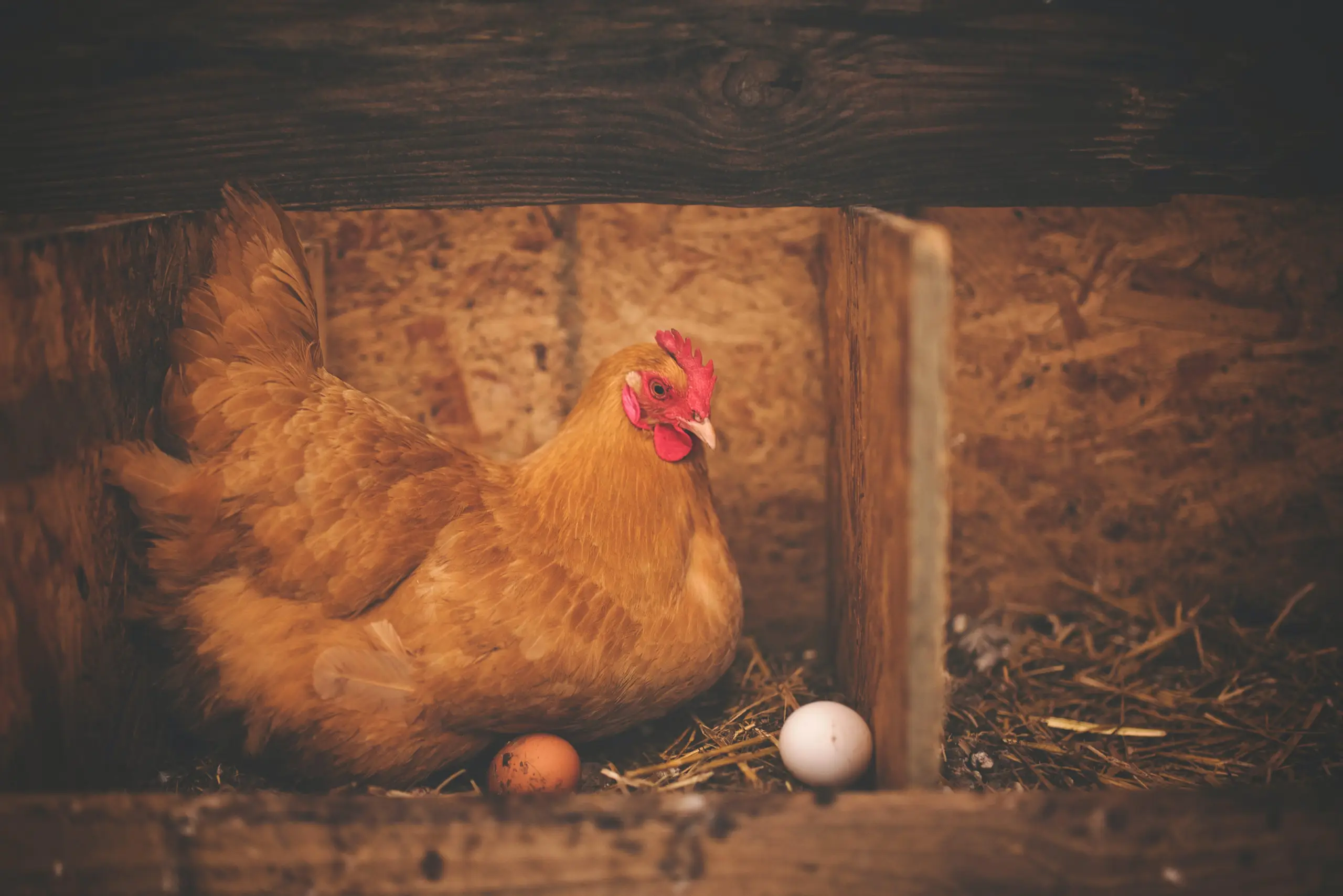 Huhn mit Ei im Stall