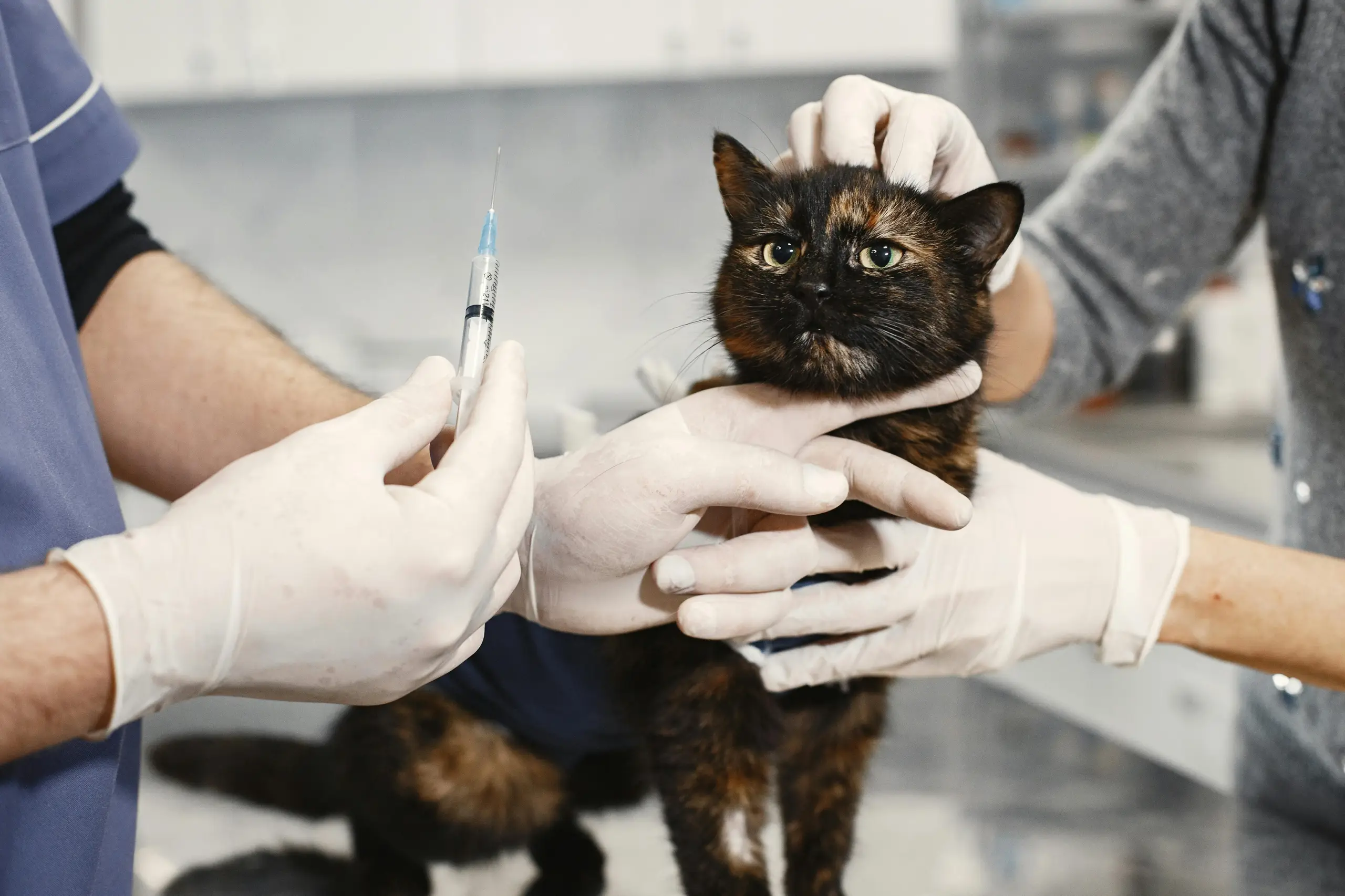 Katze beim Tierarzt