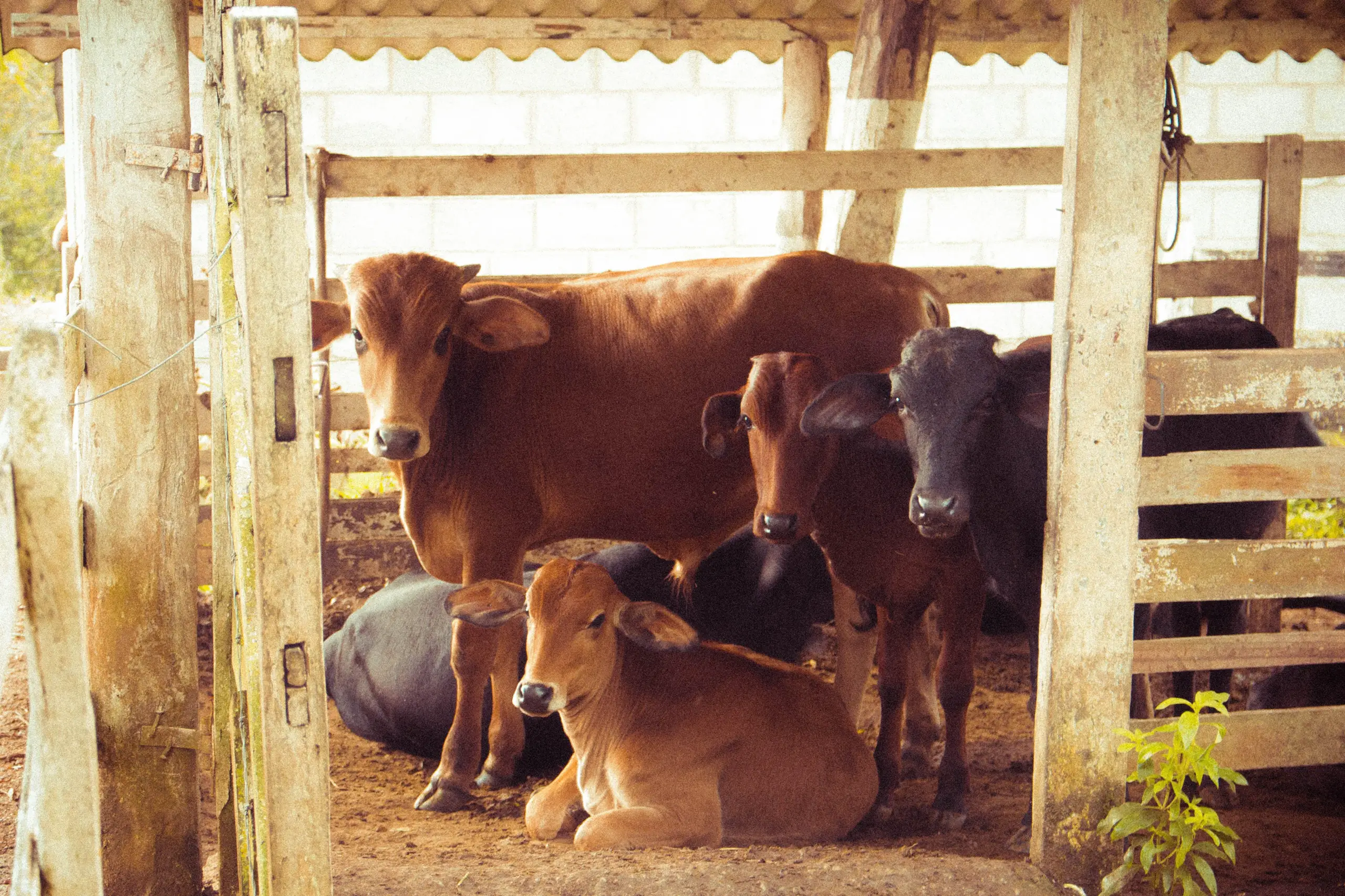 Kühe in Stall 