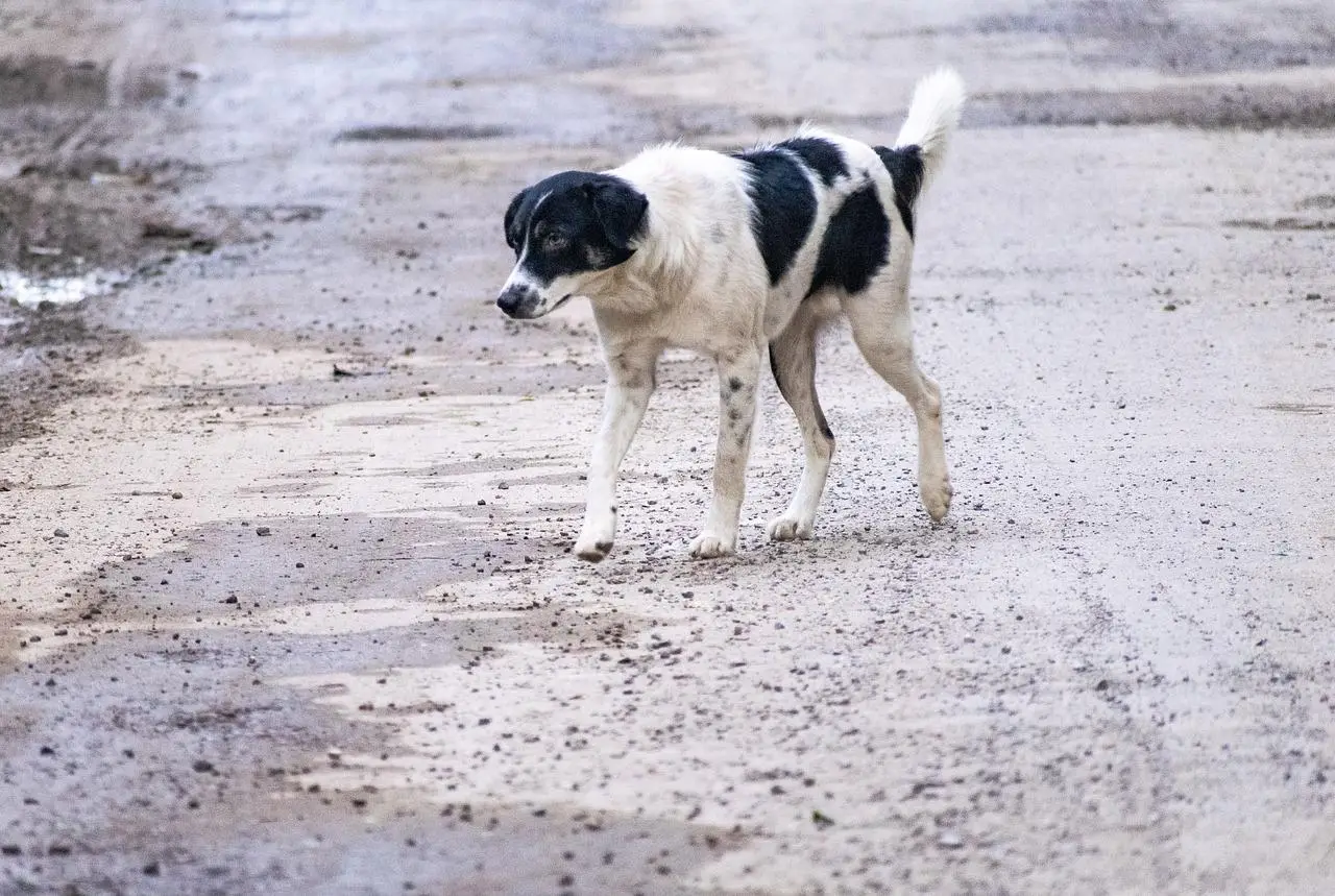 Streunender Hund