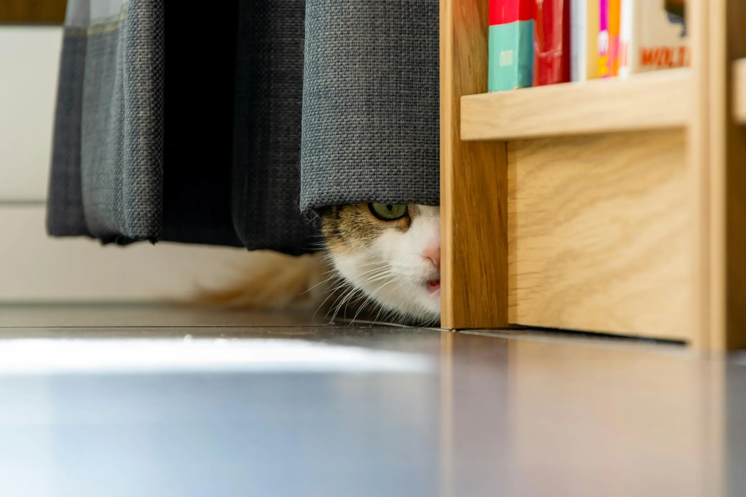 Katze hinter Vorhang
