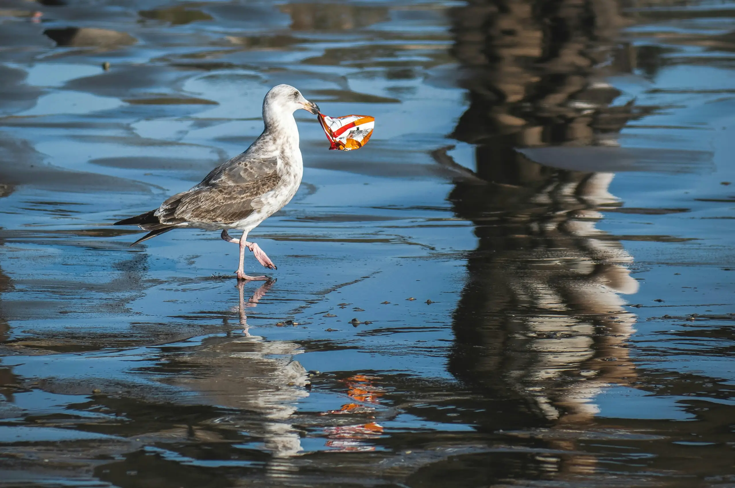 Vogel mit Müll im Schnabel