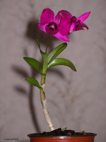 blühendes Dendrobium-Kindel - (Blumen, Botanik, Orchideen)