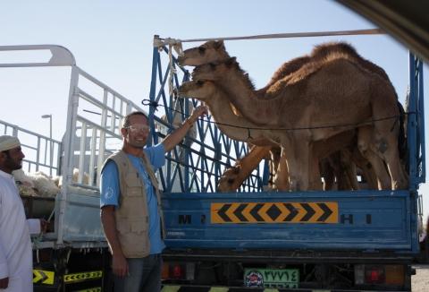 Kamelfestival bei Abu Dhabi - (Urlaub, Dubai)