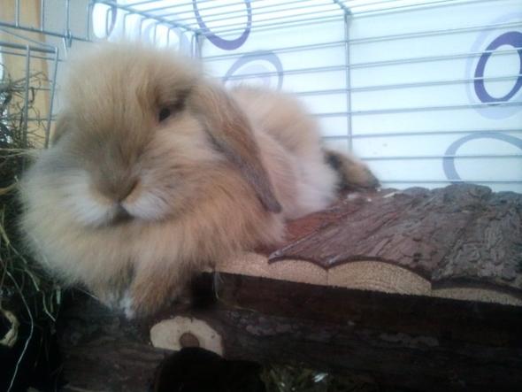 - (Tiere, Haustiere, Kaninchen)