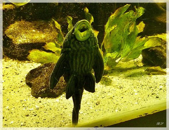 Fensterputzer Fortpflanzung!?`? (Baby, Aquarium, züchten)