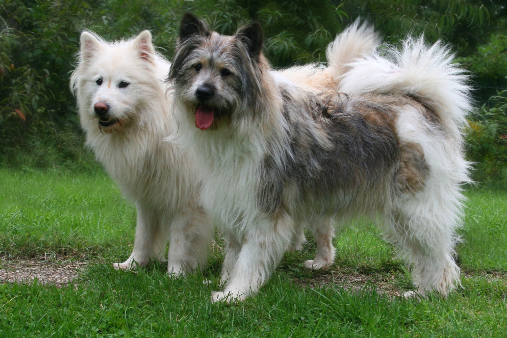 Featured image of post Hund Elo Charakter