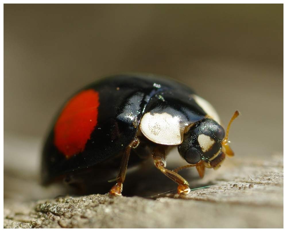 Marienkäfer Schwarz Rote Punkte