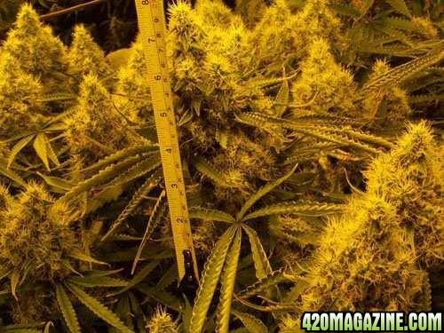 Weed - (Cannabis, Test, Marihuana)