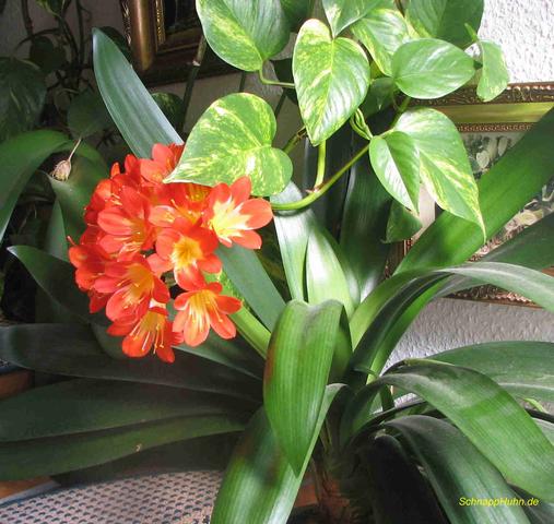 Pflegeleichte Zimmerpflanze - Clivie - (Pflanzen, wohnen, Blumen)
