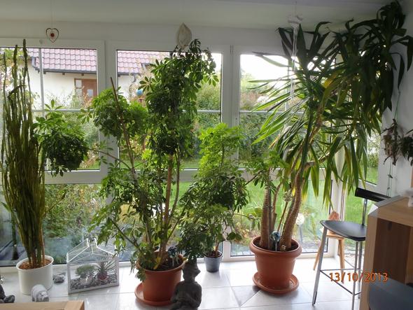 Der grüne Vorhang - (Pflanzen, wohnen, Blumen)