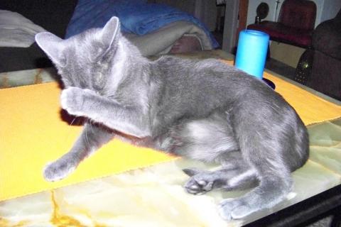 - (Katzen, Erziehung)