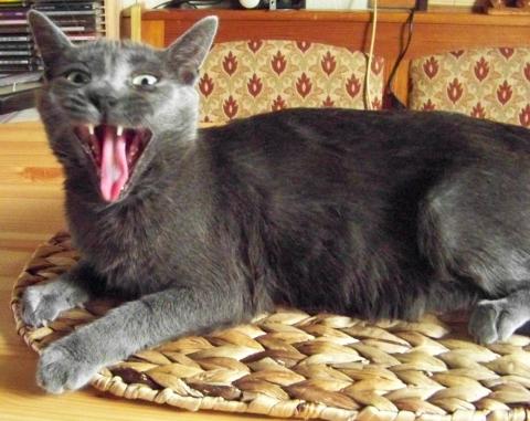 - (Katzen, Erziehung)
