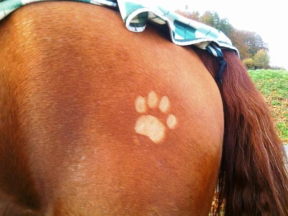 Kleines Schermuster Mit Normalem Einweg Rasierer Pferde Scheren