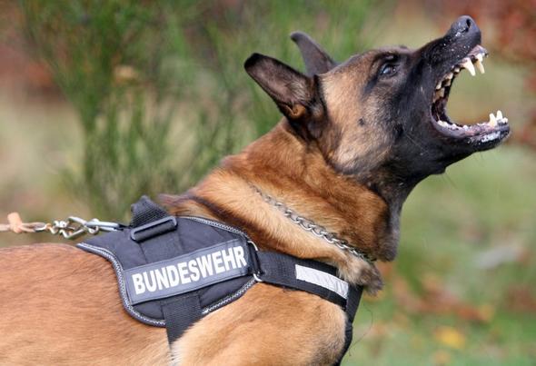 Deutscher Schäferhund - (Hund, Bilder, gefährlich)