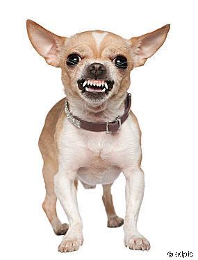 HILFE Chihuahua gefahr! - (Hund, Bilder, gefährlich)