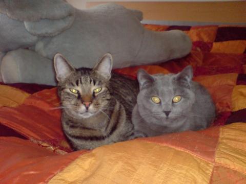 Das sind Rocky und Maxi(die kleine zicke,grins) - (Katze, Kater)