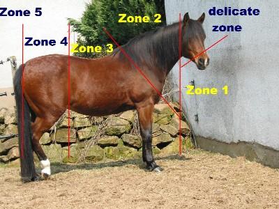 Zonen - (online, Pferd, Aufgabe)