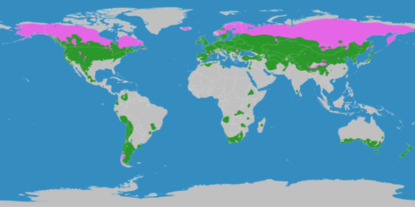 Klimazone Gemäßigte Zone nach Köppen-Geiger bei Wikipedia - (Geografie, Klima)