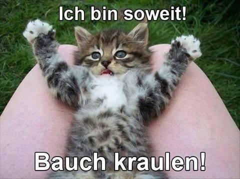 Streicheln Tiktok Challenge Videos Tokvid Tiktok Viewer