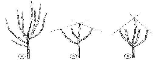 Schnitt Jungbaum - (Garten, Baum, Gärtner)