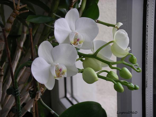 Orchidee - (Pflanzen, Garten, Botanik)