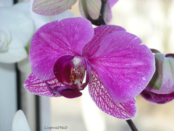 Orchidee - (Pflanzen, Garten, Botanik)