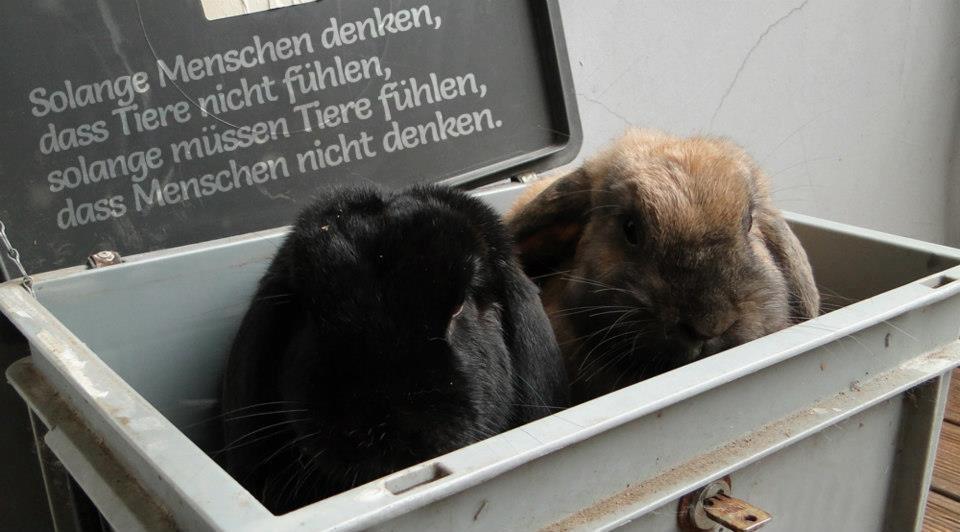 38+ Bin mit dabei sprueche , tier sprüche D (Tiere, Katzen, Kaninchen)