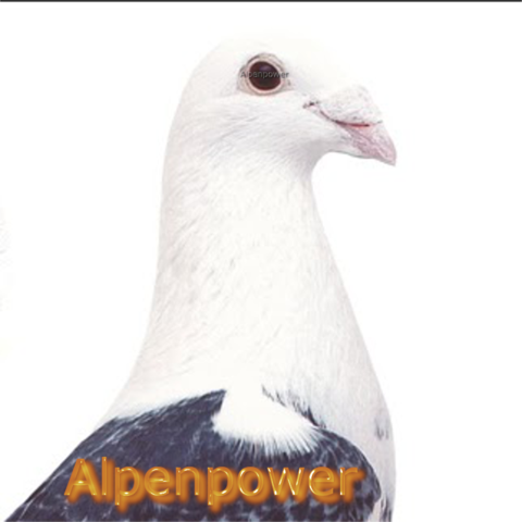 Alpenpower.jimdo.com - (Tauben, Geflügel, Sachverständiger)