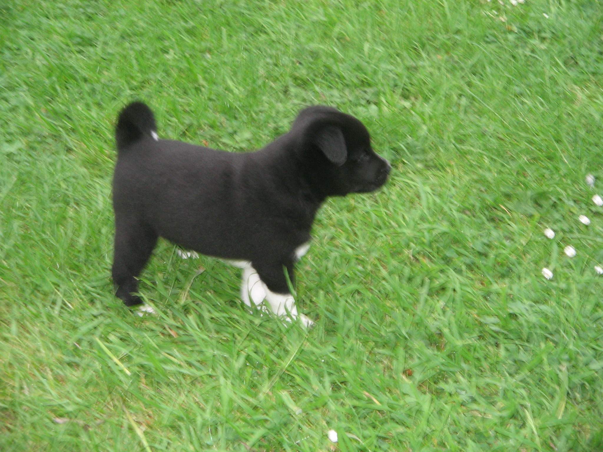 Welpe blutet aus dem Maul o (Hund, Blut, Welpen)