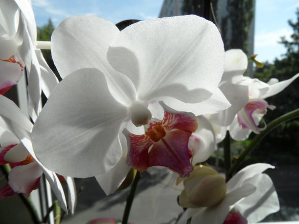 meine weiße/lila Orchidee - (Pflege, Pflanzen, Blumen)