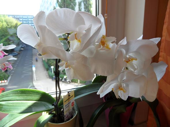 meine weiße Orchidee - (Pflege, Pflanzen, Blumen)