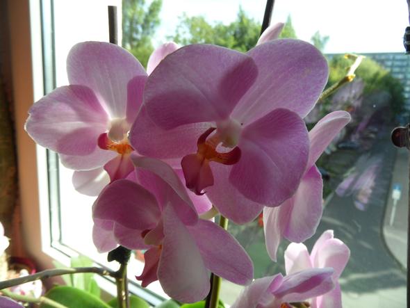 meine rosa Orchidee - (Pflege, Pflanzen, Blumen)
