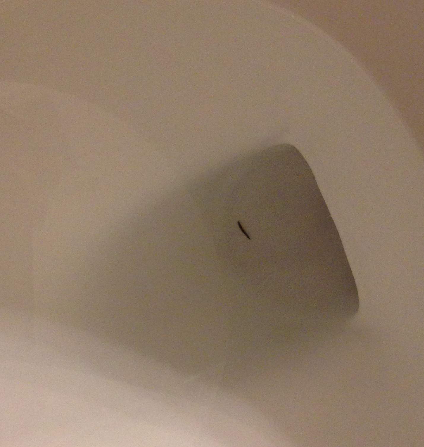 Kleine schwarze Würmer in Toilette (Tiere, Haushalt) Kleine schwarze Würmer in Toilette (Tiere, Haushalt)