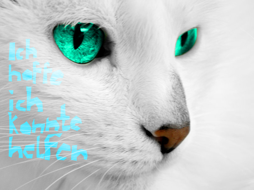 Wann Kommt Der Warrior Cats Film Raus