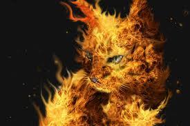 Warrio Cats Frage zu Feuerpfote/Feuerkralle/Feuerstern (Freizeit, Buch,  lesen)