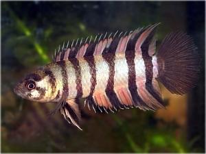 Der Zwerg-Buschfisch gehört zu den Fischen, die über Lungen atmen. - (Biologie, Wasser, Fische)