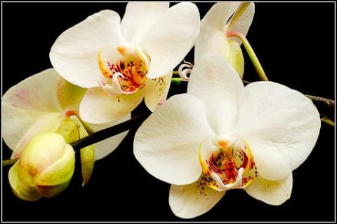- (Pflanzen, Blumen, schneiden)