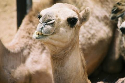 Kamelmarkt Al Ain - (Tiere, Dubai)