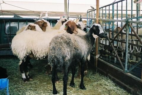 Schafmarkt Al Ain - (Tiere, Dubai)
