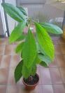 Avakado-Pflanze ohne Früchte. - (Pflanzen, Garten)