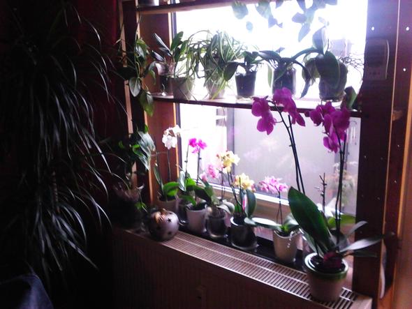meine Orchideen - (Orchideen, Phalaenopsis, große blätter)