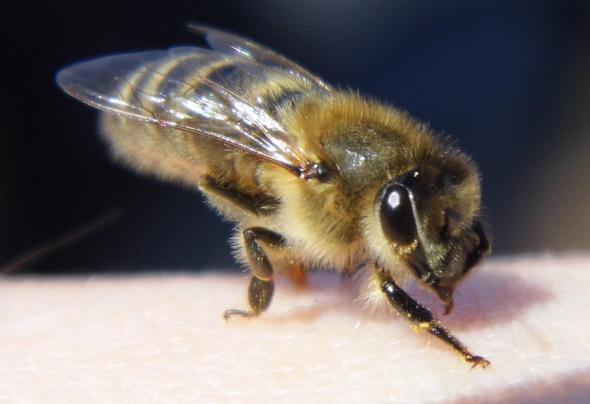 Aug in Aug  - (Bienen, Imker, Imkerei)