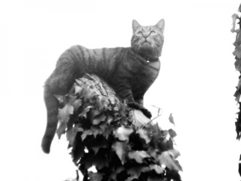 Meine Katze Frisst Nicht Mehr Und Knurrt Mich An Wenn Ich